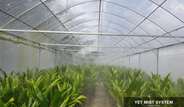 Green-House-Mist-Cooling-25